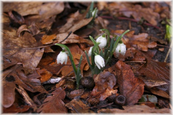 Śnieżyczka przebiśnieg (Galanthus nivalis)