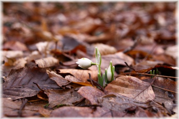 Śnieżyczka przebiśnieg (Galanthus nivalis)