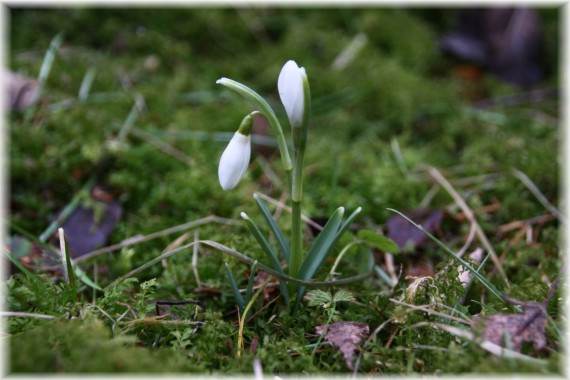 Śnieżyczka przebiśnieg (Galanthus nivalis)