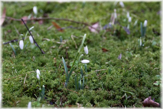 Śnieżyczka przebiśnieg (Galanthus nivalis)