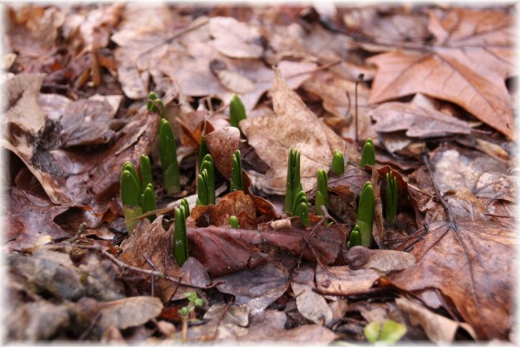 Śnieżyca wiosenna (Leucojum vernum)