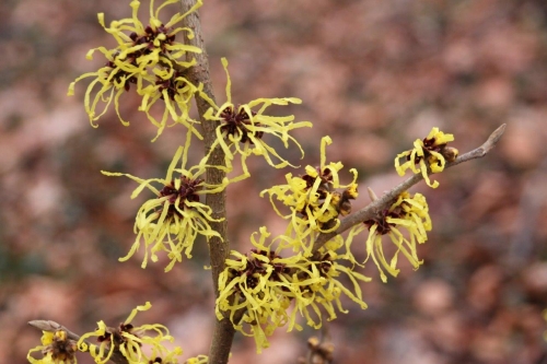 Oczar pośredni (Hamamelis ×intermedia) 'Pallida'