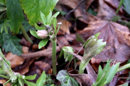 Ciemiernik (Helleborus sp.)