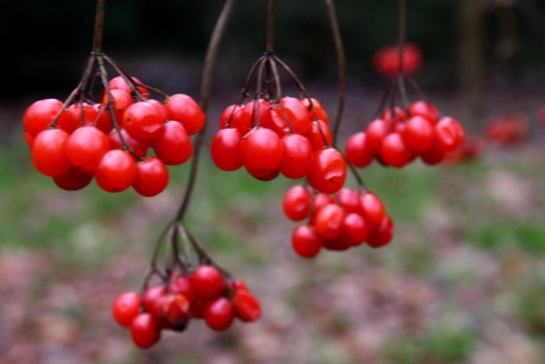 Kalina (Viburnum edule)