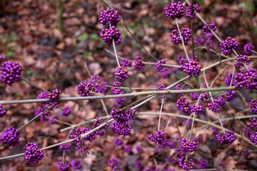 Pięknotka Bodiniera (Callicarpa bodinieri) 'Profusion'