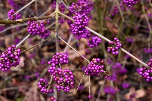 Pięknotka Bodiniera (Callicarpa bodinieri) 'Profusion'