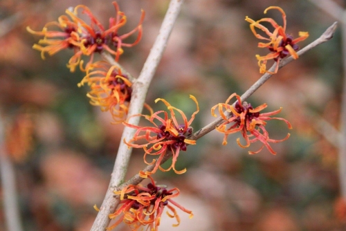 Oczar pośredni (Hamamelis ×intermedia) 'Jelena'