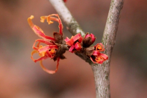 Oczar pośredni (Hamamelis ×intermedia) 'Jelena'