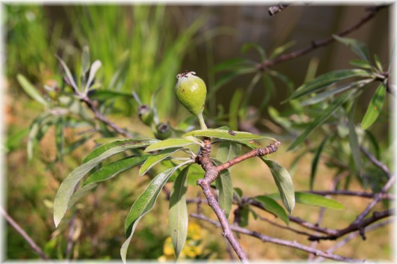 Grusza wierzbolistna (Pyrus salicifolia)
