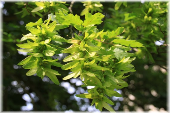 Grab pospolity (Carpinus betulus)
