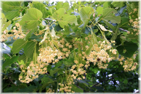 Lipa amerykańska (Tilia americana)
