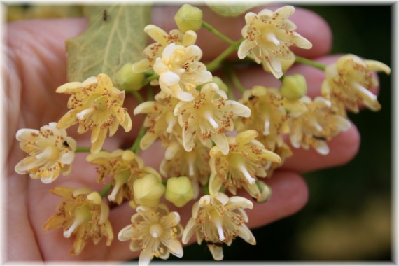Lipa amerykańska (Tilia americana)