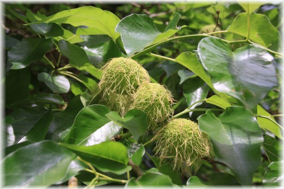 Żółtnica pomarańczowa (Maclura pomifera)