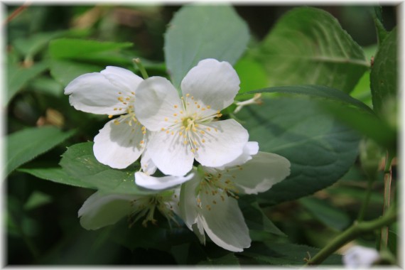 Jaśminowiec (Philadelphus sp.)