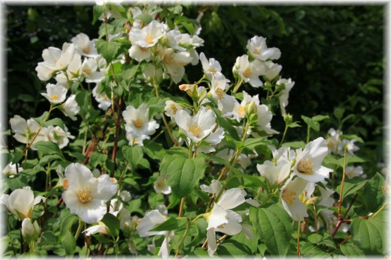 Jaśminowiec (Philadelphus) 'Belle Etoile'