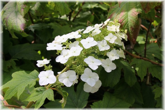 Hortensja dębolistna (Hydrangea quercifolia)