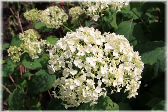 Hortensja drzewiasta (Hydrangea arborescens) 'Anabelle'