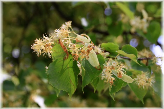 Lipa drobnolistna (Tilia cordata)