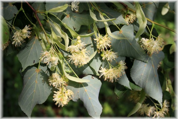 Lipa drobnolistna (Tilia cordata)
