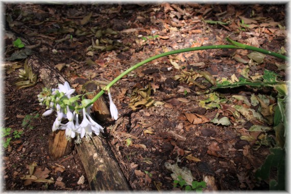 Funkia (Hosta sp.)