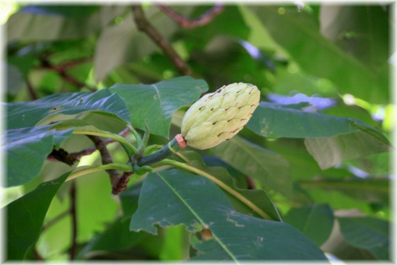 Magnolia parasolowata (Magnolia tripetala)