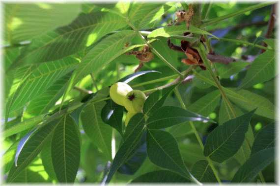 Orzesznik siedmiolistkowy (Carya laciniosa)