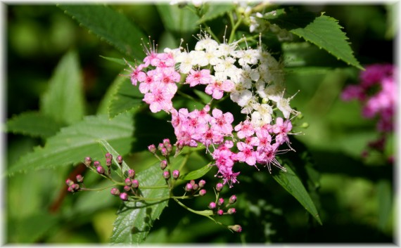 Tawuła japońska (Spiraea japonica) 'Genpei'