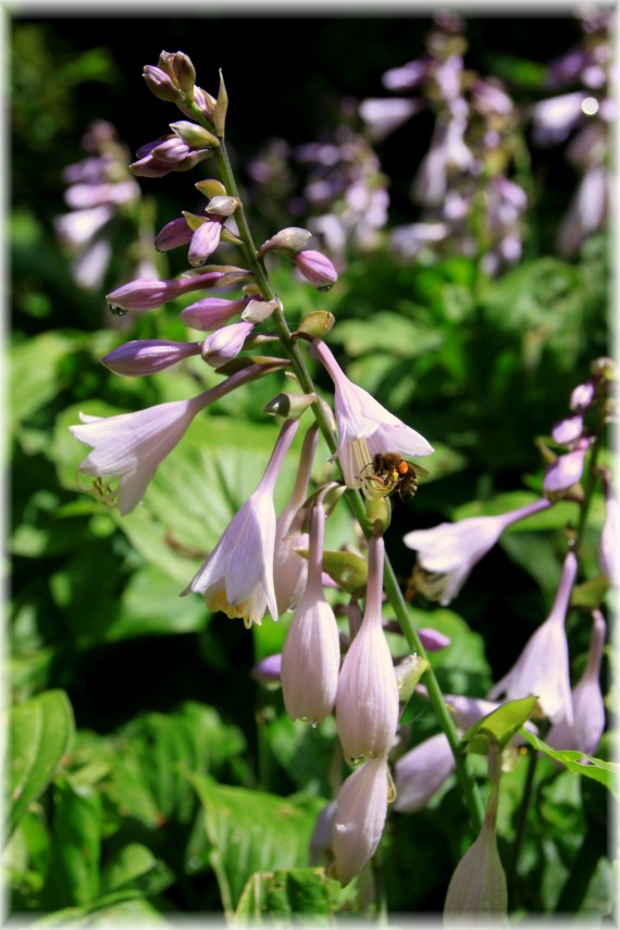 Funkia (Hosta sp.)