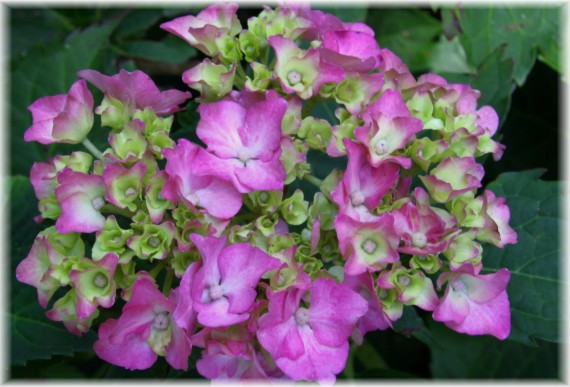 Hortensja ogrodowa (Hydrangea macrophylla)