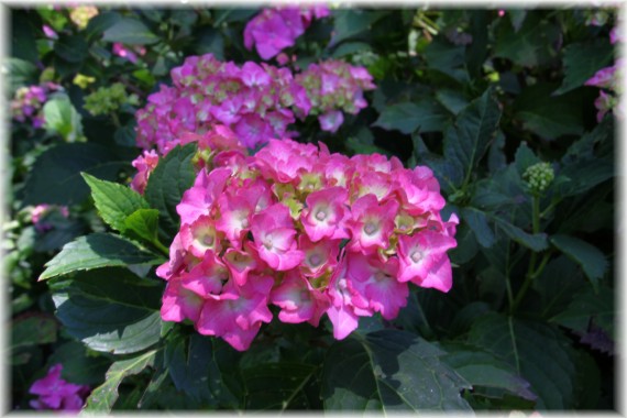 Hortensja ogrodowa (Hydrangea macrophylla)