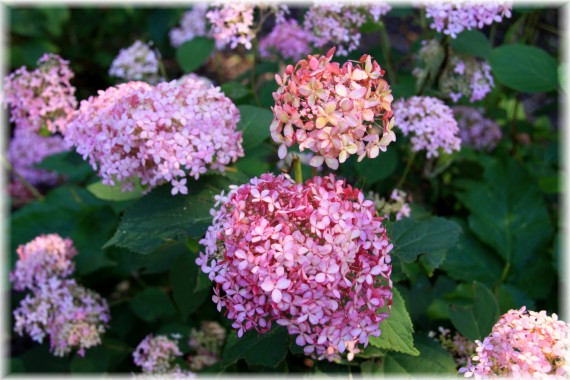 Hortensja drzewiasta (Hydrangea arborescens) INVINCIBELLE 'Spirit'