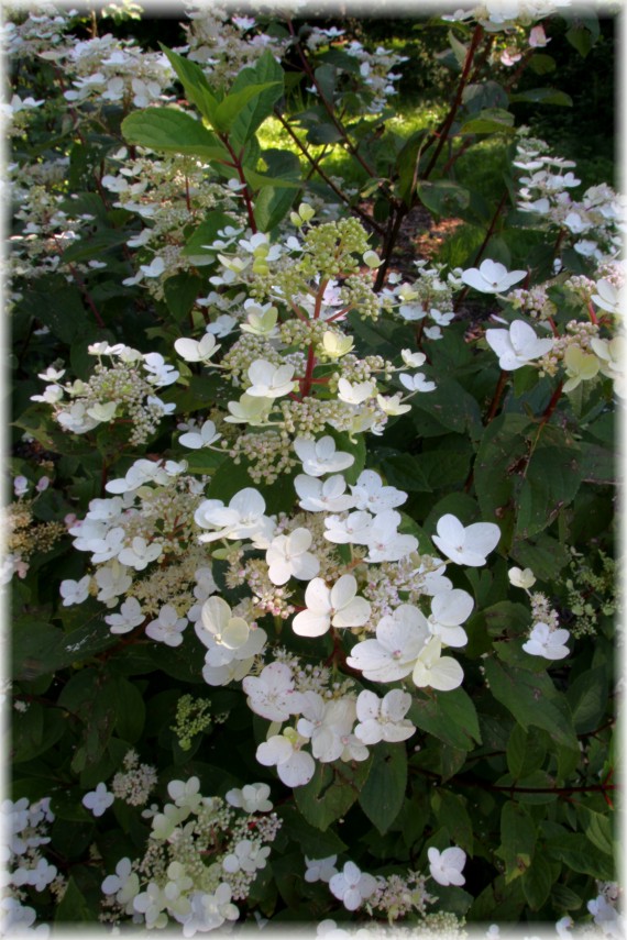 Hortensja wiechowata (Hydrangea paniculata) 'Wim's Red'