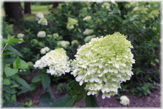 Hortensja bukietowa (Hydrangea paniculata) 'Limelight'