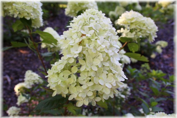 Hortensja bukietowa (Hydrangea paniculata) 'Bokraflame' MAGICAL CANDLE