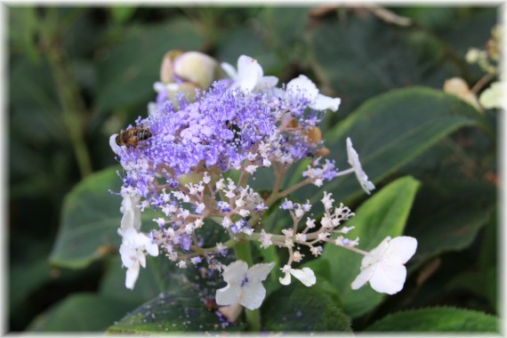 Hortensja otulona (Hydrangea involucrata)