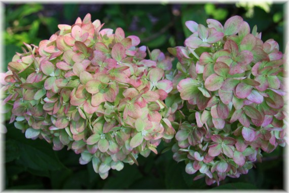 Hortensja bukietowa (Hydrangea paniculata) 'Jane'