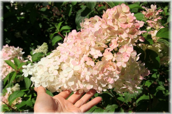 Hortensja bukietowa (Hydrangea paniculata) 'Renhy'