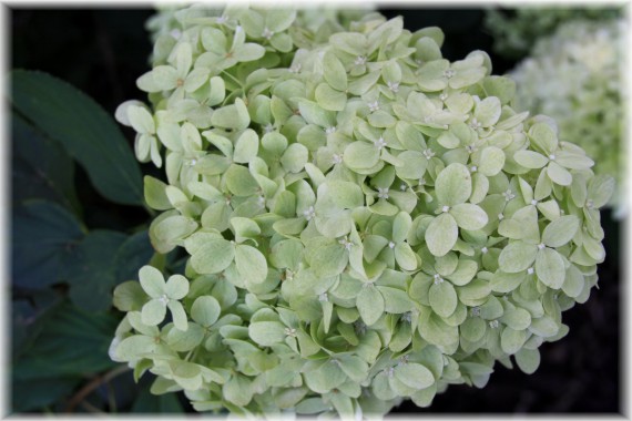 Hortensja bukietowa (Hydrangea paniculata) 'Limelight'