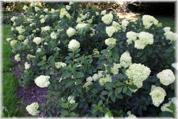 Hortensja bukietowa (Hydrangea paniculata) 'Limelight'