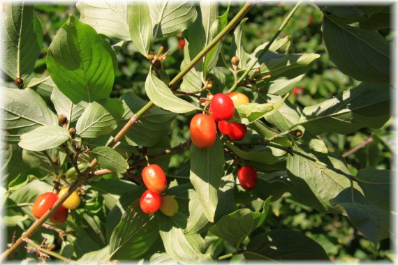 Dereń jadalny (Cornus mas)