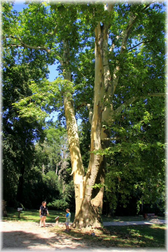 Platan klonolistny (Platanus ×hispanica)