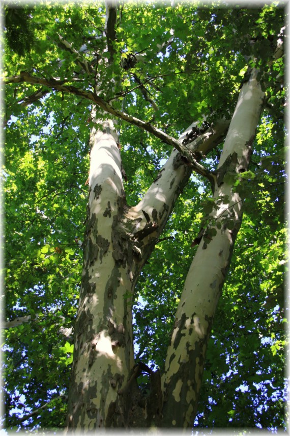 Platan klonolistny (Platanus ×hispanica)