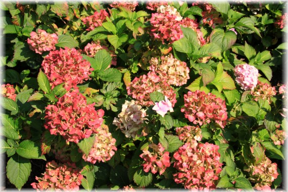 Hortensja ogrodowa (Hydrangea macrophylla)