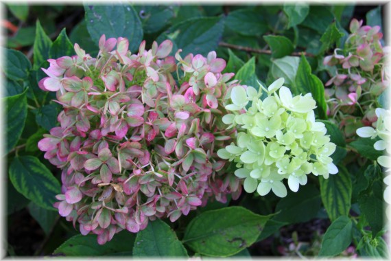 Hortensja bukietowa (Hydrangea paniculata) 'Jane'