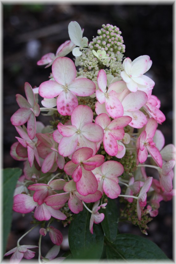 Hortensja bukietowa (Hydrangea paniculata) 'Kolmavesu'