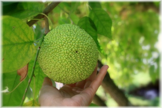 Żółtnica pomarańczowa (Maclura pomifera)