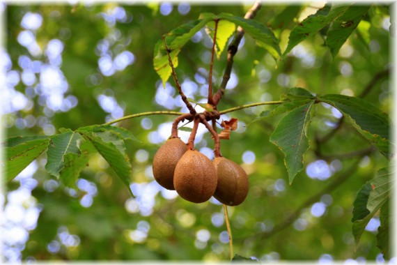 Kasztanowiec japoński (Aesculus turbinata)