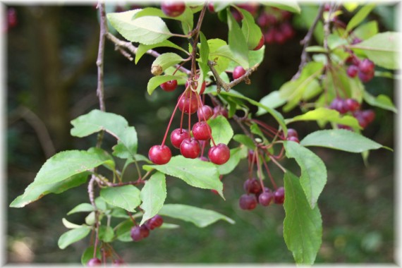 Jabłoń jagodowa (Malus baccata)