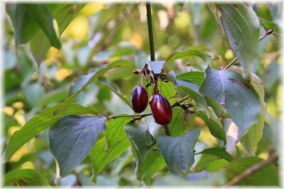 Dereń jadalny (Cornus mas) 'Dublany'