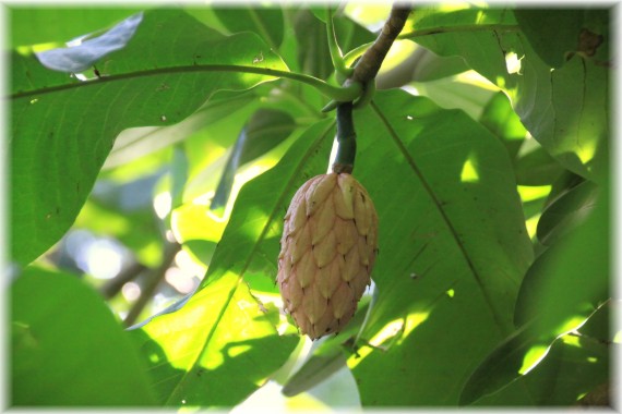 Magnolia parasolowata (Magnolia tripetala)